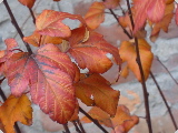 Garden Shots - 2