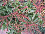 Garden Shots - 3