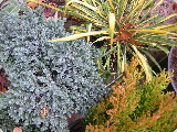 Garden Shots - 4