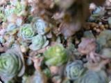 Garden Shots - 5
